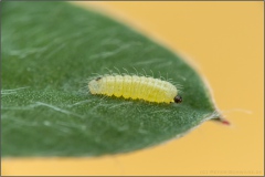 Kanarischer Bläuling Raupe (Cyclyrius webbianus) 04