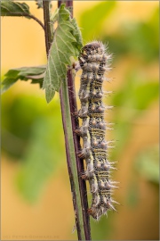 Distelfalter Raupe (Vanessa cardui) 12