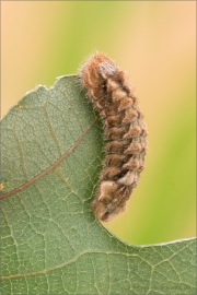 Blauer Eichenzipfelfalter 06 (Favonius quercus)