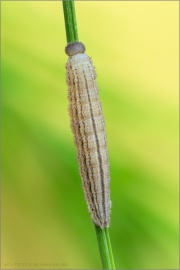 Graubindiger Mohrenfalter Raupe (Erebia aethiops) 11