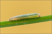 Mandeläugiger Mohrenfalter Raupe (Erebia alberganus) 11