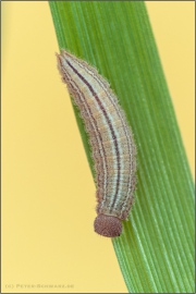 Mandeläugiger Mohrenfalter Raupe (Erebia alberganus) 17