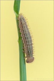 Gelbgefleckter Mohrenfalter Raupe (Erebia manto) 06