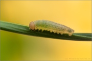 Schweizer Schillernder Mohrenfalter Raupe (Erebia tyndarus) 09