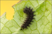 Alpiner Skabiosenscheckenfalter Raupe (Euphydryas aurinia debilis) 12