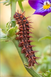 Feuriger Perlmuttfalter Raupe (Fabriciana adippe) 23