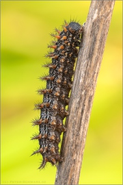 Feuriger Perlmuttfalter Raupe (Fabriciana adippe) 21