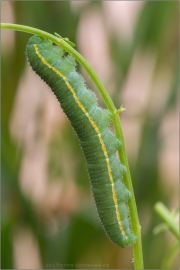 Alpen-Gelbling Raupe (Colias phicomone) 06