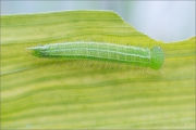 Gelbringfalter Raupe (Lopinga achine) 01
