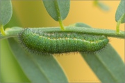 Goldene Acht Raupe (Colias hyale) 11