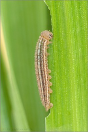 Graubindiger Mohrenfalter Raupe (Erebia aethiops) 08