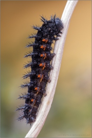 Großer Perlmuttfalter (Speyeria aglaja) 10