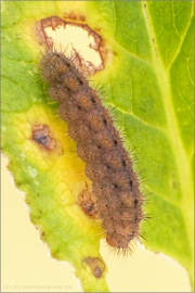 Schlüsselblumen-Würfelfalter Raupe 08 (Hamearis lucina)