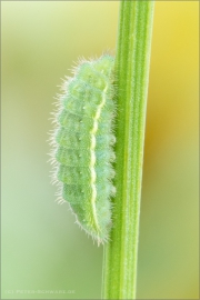 Hauhechel-Bläuling Raupe (Polyommatus icarus) 05