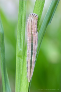 Kleine Rostbinde Raupe (Hipparchia statilinus) 02