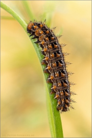 Kleiner Perlmutterfalter Raupe (Issoria lathonia) 10