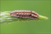 Kanarischer Bläuling Raupe (Cyclyrius webbianus) 09