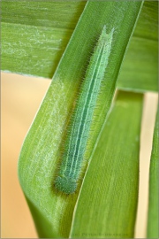 Braunauge Raupe (Lasiommata maera) 07