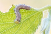 Zürgelbaum-Schnauzenfalter Raupe (Libythea celtis) 02