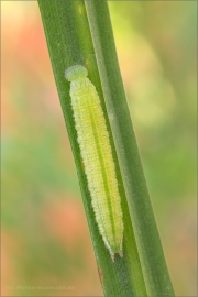 Gelbringfalter Raupe (Lopinga achine) 05