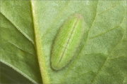 Raupe Kleine Feuerfalter (Lycaena phlaeas) 01