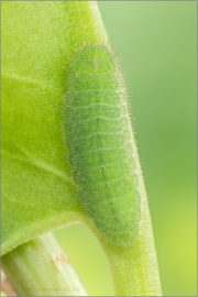 Brauner Feuerfalter Raupe (Lycaena tityrus) 08