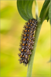 Wachtelweizen-Scheckenfalter Raupe 08 (Melitaea athalia)