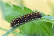 Südwestlicher Wachtelweizen-Scheckenfalter (Melitaea celadussa) 07