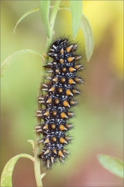 Leinkraut-Scheckenfalter Raupe (Melitaea deione) 01