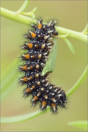 Leinkraut-Scheckenfalter Raupe (Melitaea deione) 02