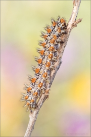 Roter Scheckenfalter Raupe (Melitaea didyma) 11