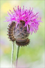 Raupe Flockenblumen Scheckenfalter (Melitaea phoebe) 07