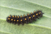 Westalpiner Scheckenfalter Raupe (Melitaea varia) 03