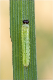 Raupe Waldbrettspiel (Pararge aegeria) 04