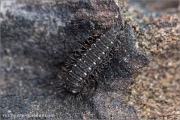 Roter Apollo Raupe (Parnassius apollo) 25