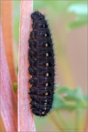 Schwarzer Apollo Raupe (Parnassius mnemosyne) 01