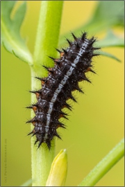 Großer Perlmuttfalter Raupe (Speyeria aglaja) 22