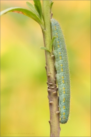 Karstweißling Raupe (Pieris mannii) 03