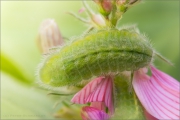 Weißdolch-Bläuling Raupe (Polyommatus damon) 02