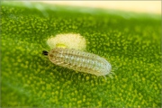 Weißdolch Bläuling Raupe (Polyommatus damon) 15