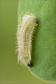 Zahnflügel-Bläuling Raupe (Polyommatus daphnis) 03