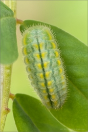 Zahnflügel-Bläuling Raupe (Polyommatus daphnis) 05