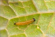 Westlicher Resedafalter Raupe (Pontia daplidice) 03