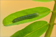 Postillon Raupe (Colias croceus) 18