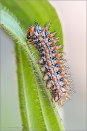 Roter Scheckenfalter Raupe (Melitaea didyma) 04