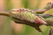 Ulmen-Zipfelfalter Raupe (Satyrium w-album) 08