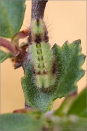 Ulmen-Zipfelfalter Raupe (Satyrium w-album) 07