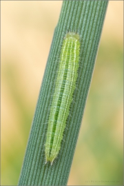 Raupe Waldbrettspiel (Pararge aegeria) 05