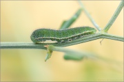 Goldene Acht Raupe (Colias hyale) 15