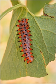 Südlicher Osterluzeifalter Raupe (Zerynthia polyxena) 09